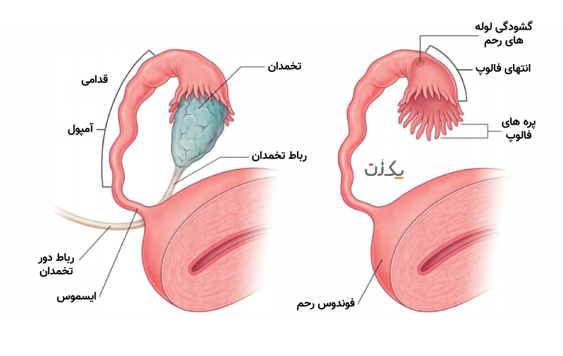آناتومی فالوپ