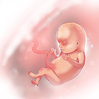 عکس هفته پانزدهم بارداری