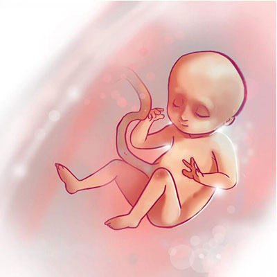 عکس جنین در هفته نوزدهم بارداری