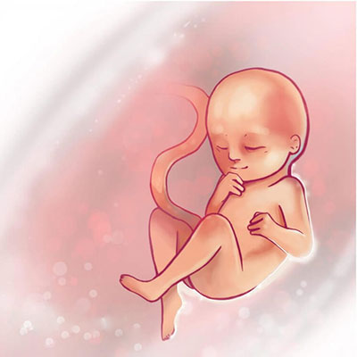 عکس جنین در هفته 21 بارداری