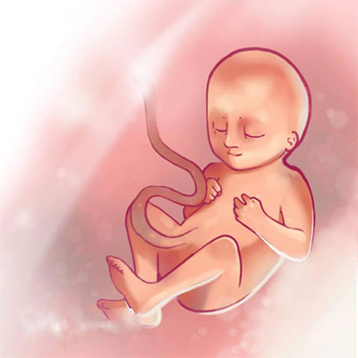 عکس جنین در هفته 25 بارداری