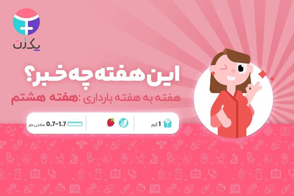 هفته هشتم بارداری