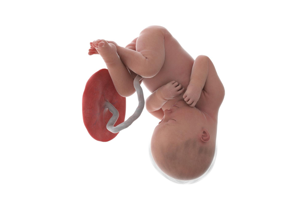 خوردن جفت پس از زایمان: فواید و خطرات احتمالی