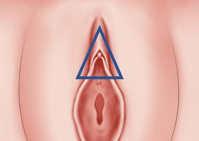 کلیتوریس چیست؟ بررسی نقش آن در ارگاسم زنان