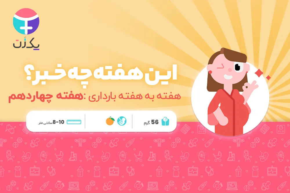 هفته چهاردهم بارداری