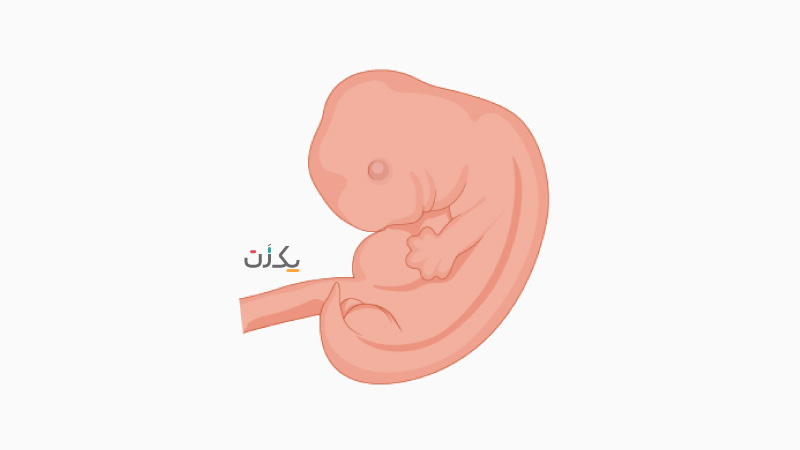 تغییرات جنین در سه ماهه اول بارداری