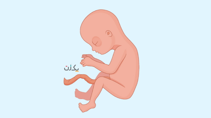 جنین در سه ماهه دوم بارداری