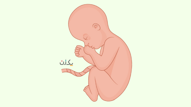 جنین در سه ماهه سوم بارداری