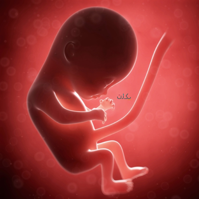 عکس جنین در ماه چهارم بارداری
